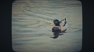 在湖中游泳的一群鸭子18秒视频