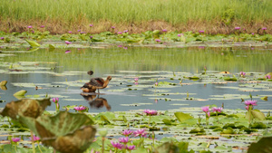 湖上的鸭子与睡莲在阴沉的水中反射着鸟儿的粉红色莲花15秒视频