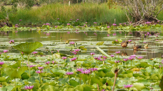 湖上的鸭子与睡莲在阴沉的水中反射着鸟儿的粉红色莲花视频