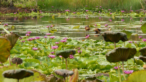 湖上的鸭子与睡莲在阴沉的水中反射着鸟儿的粉红色莲花17秒视频