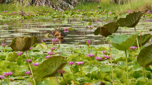 湖上的鸭子与睡莲在阴沉的水中反射着鸟儿的粉红色莲花视频