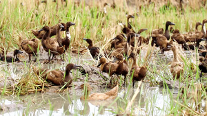 一群棕色的鸭子生活在田地里15秒视频