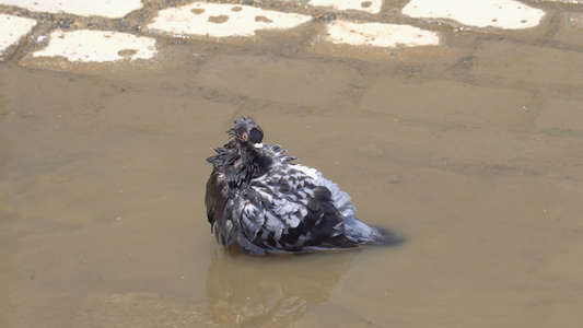 养鸽鸟在水中游泳视频