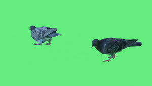 绿屏背景上孤立的鸽子9秒视频