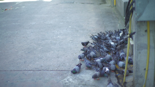 在城市街头吃鸽子视频