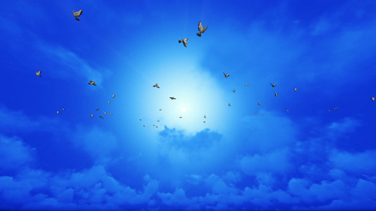 飞翔的鸽子在蓝天上慢动视频