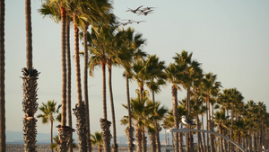 海边的棕榈树10秒视频