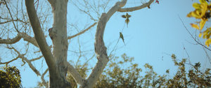 坐在树枝上的三只长尾鹦鹉10秒视频