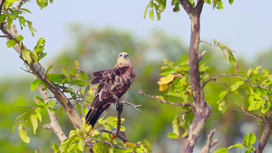 绿林湾自然保护区的鹰29秒视频