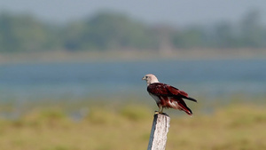 爱林肯湾自然保护区老鹰21秒视频