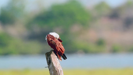 爱林肯湾自然保护区srilanka视频