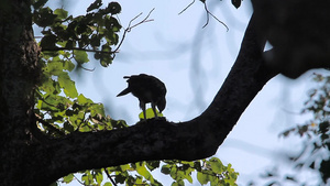 在巴迪亚国家公园内的鹰14秒视频