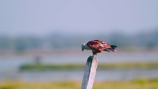 爱林肯湾自然保护区老鹰视频