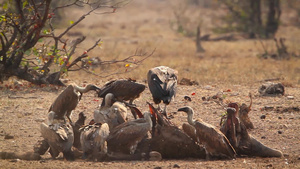 非洲南部国家公园中秃鹫23秒视频