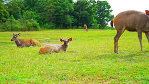 鹿群在绿色牧场吃草31秒视频