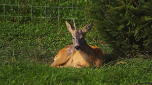 一只年轻的小鹿躺在绿草地上11秒视频