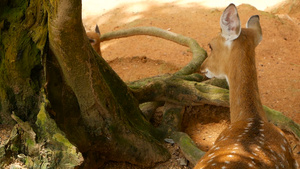 白尾小鹿周围森林中的野生哺乳动物发现乳头切骨轴线9秒视频