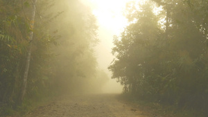 清晨带着美丽的迷雾进入森林中13秒视频