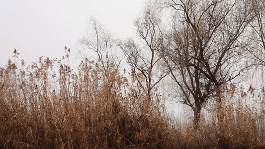 冬天湖边枯萎的芦苇20视频
