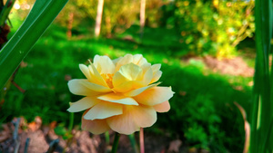 花园里黄色玫瑰的景色很美15秒视频