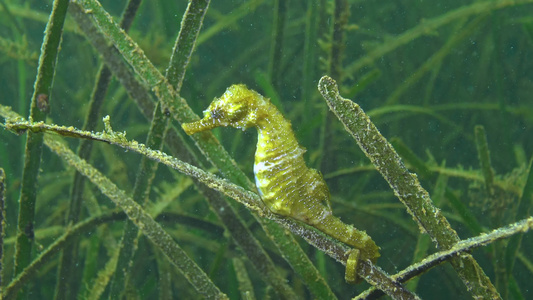 黑海底萨湾海草的茂密处有短鼻海马河马峰视频