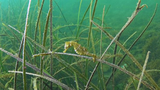 黑海底海草茂密处短鼻海马视频