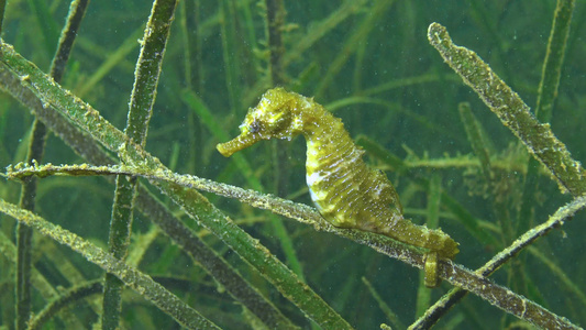 黑海海草的茂密处短鼻海马视频