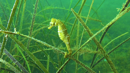 黑海底萨湾海草的茂密处有短鼻海马河马峰视频