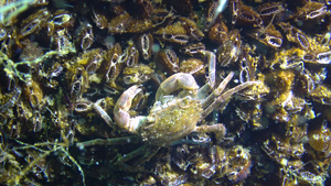 黑海小螃蟹躲在贝壳里16秒视频