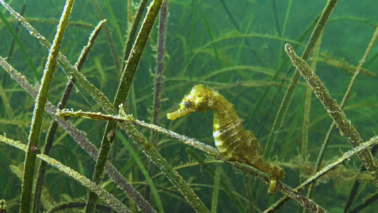 黑海底萨湾海草的茂密处有短鼻海马河马峰视频