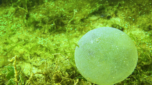 一个粘黏的球和多毛类海蠕虫蛋视频
