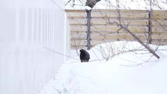 冬天黑猫在白栅栏后面慢慢地走来走去视频