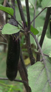 实拍小菜无害蔬菜视频