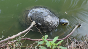 海龟是池塘中的爬行动物24秒视频