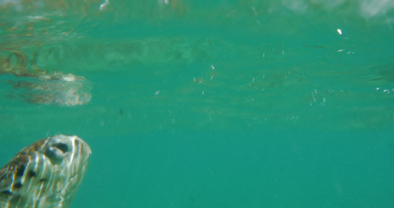 海龟在水下游泳视频