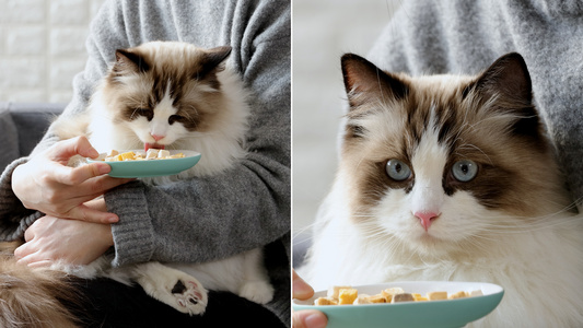 挑食的小猫咪视频