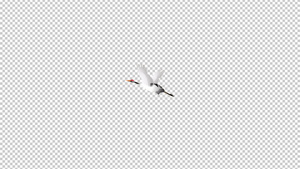 鹤飞翔抖动翅膀元素带透明度通道15秒视频