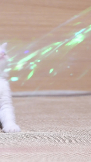 乳白英短小猫咪小奶猫玩逗猫棒国际猫咪日17秒视频