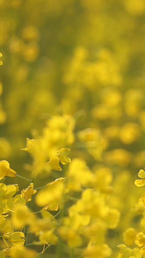 微距摄影城市郊外金黄色油菜花素材生机勃勃51秒视频