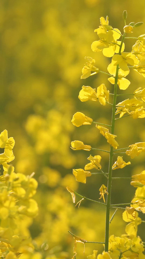 微距摄影城市郊外金黄色油菜花素材樱花素材51秒视频