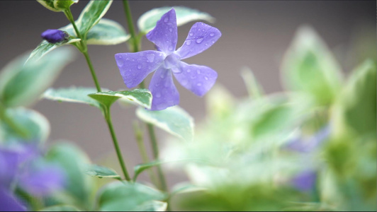 雨后的小花视频