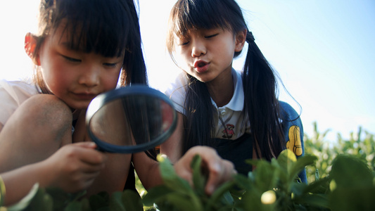 4k实拍小朋友用放大镜认真观察植物视频