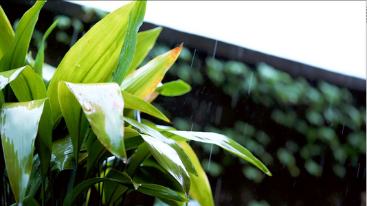 雨水打在植物上视频