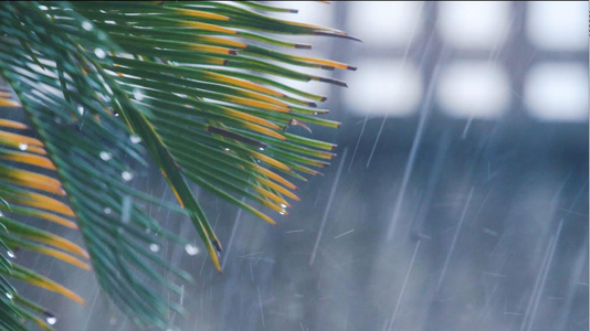 雨天的树叶[大雨天]视频