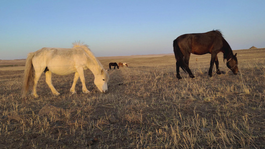 4k拍摄马儿在夕阳中的草原悠闲的吃草视频