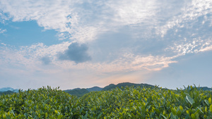 4k延时春茶与蓝天云层12秒视频