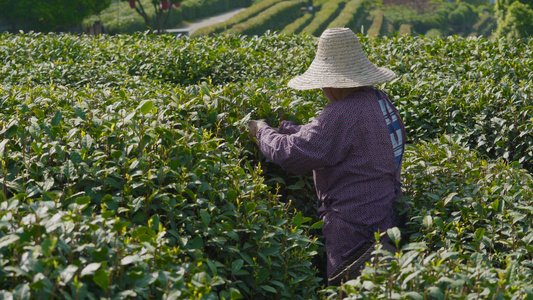 4k茶农茶园采茶摘茶【该视频无肖像权，请勿商用】[茶工]视频