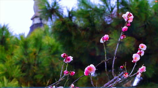 4K实拍宫粉梅花 红梅花视频