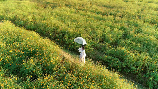 花海中的少女航拍4K视频