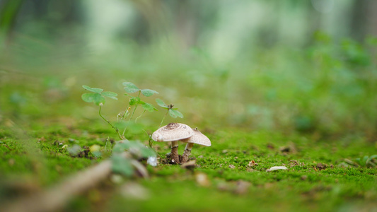 森林里的野蘑菇微距拍摄视频